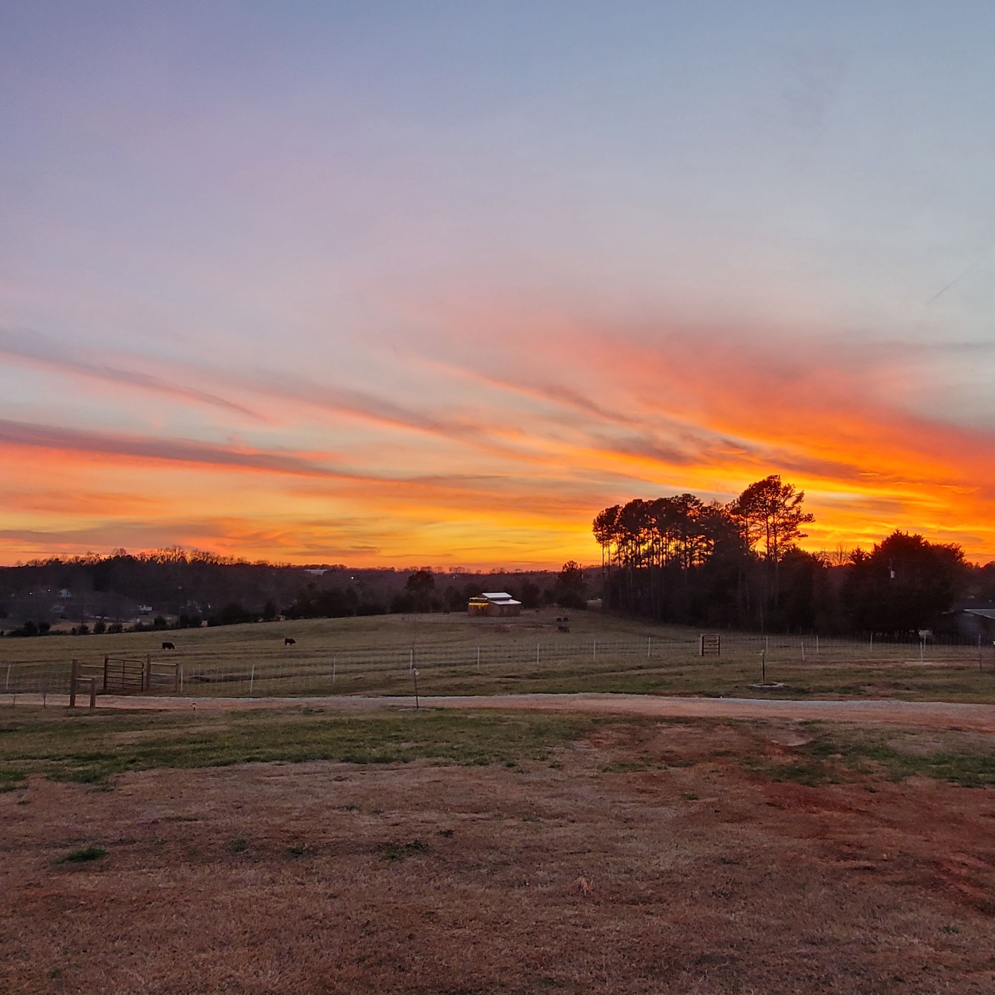 Orange sunset over the fields at Revolution Road Cattle Ranch