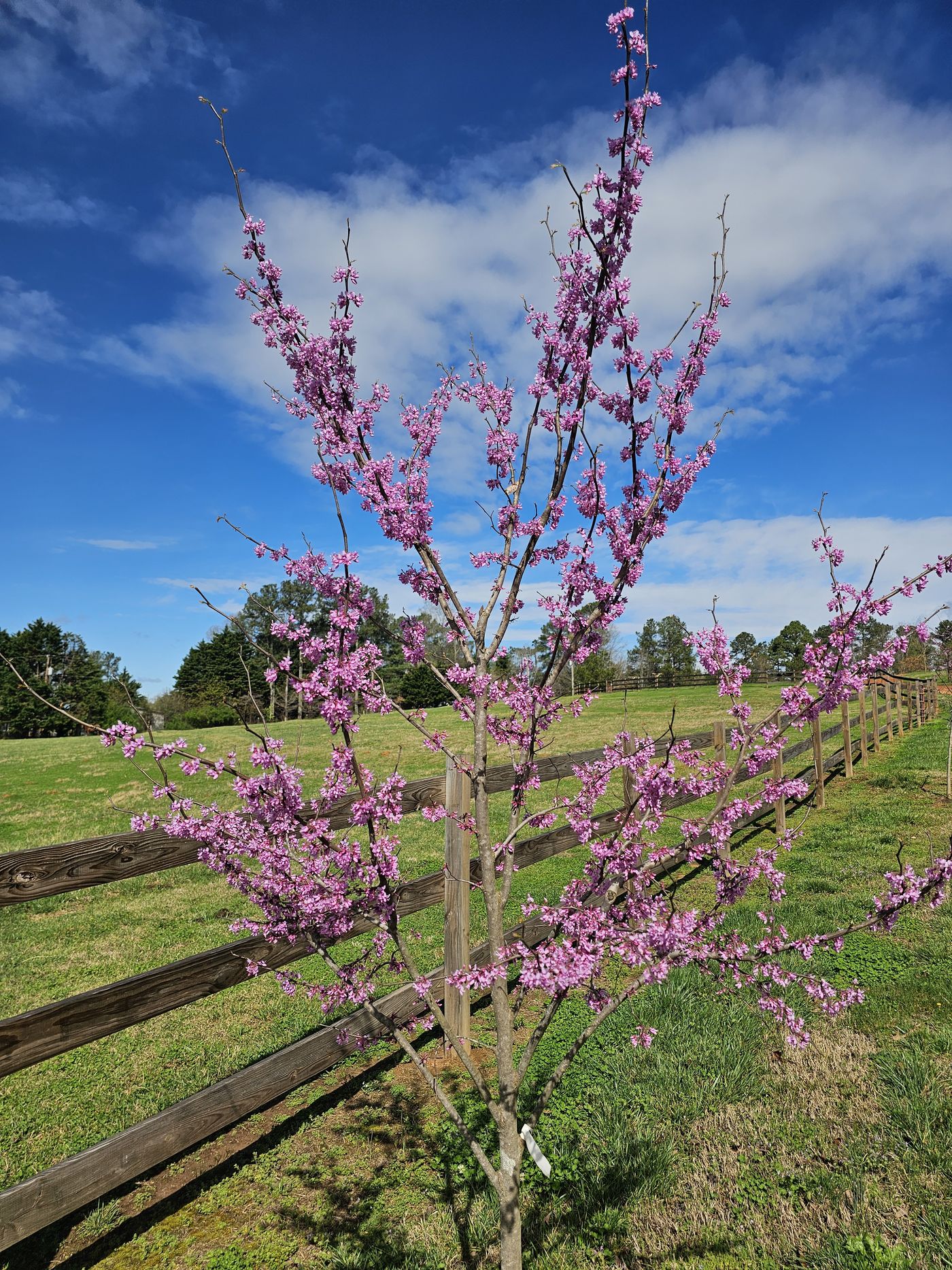 Redbud tree blooming along the pasture fence in spring