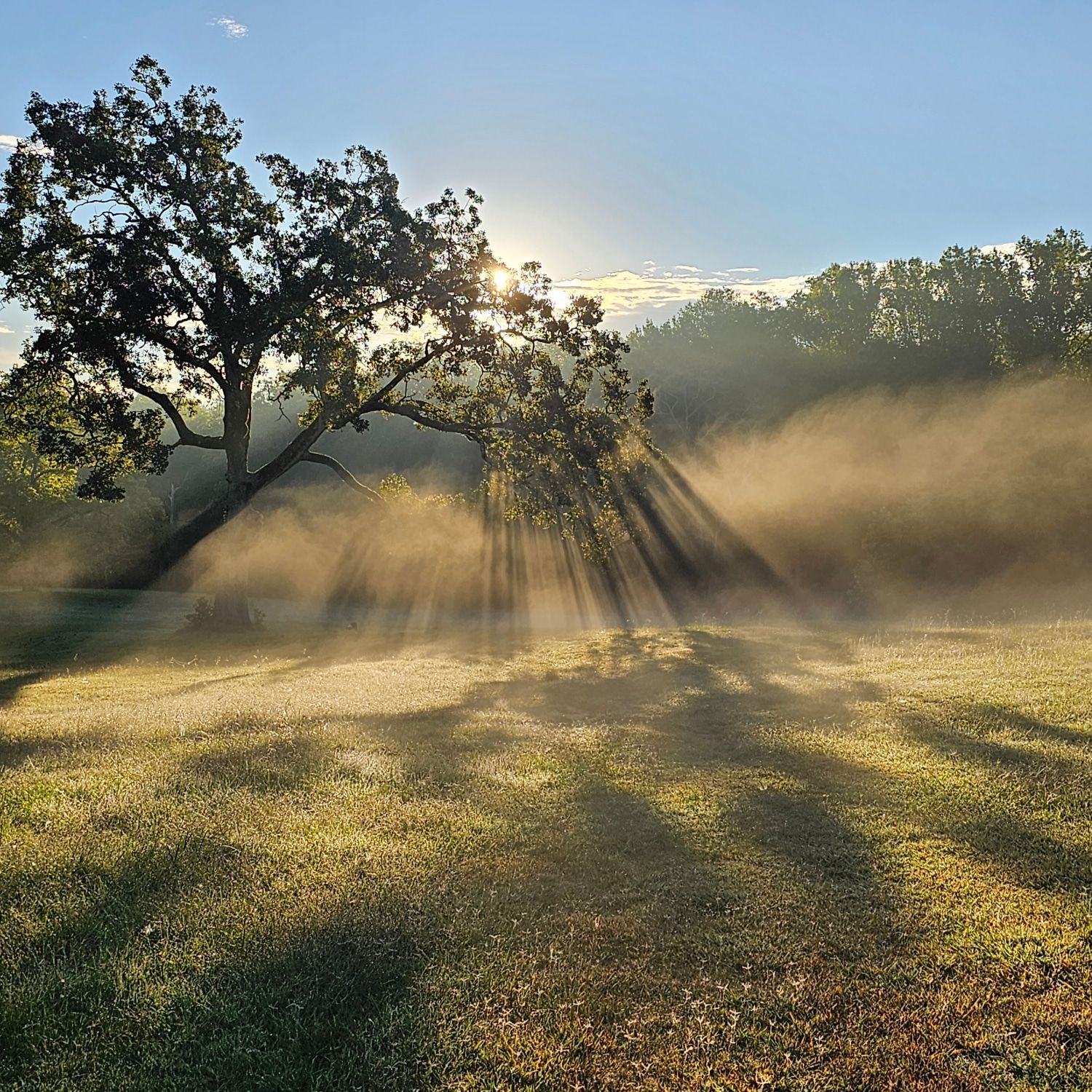 Morning light breaking through the mist over the ranch pasture