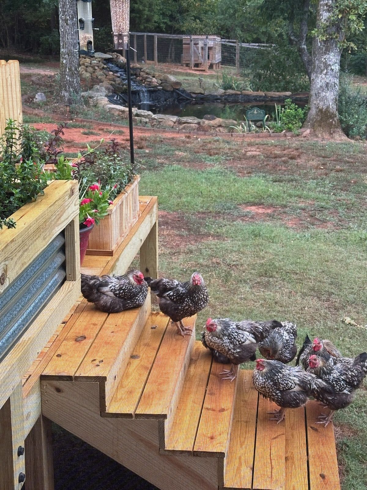 Chickens gathered on the steps of the farm coop