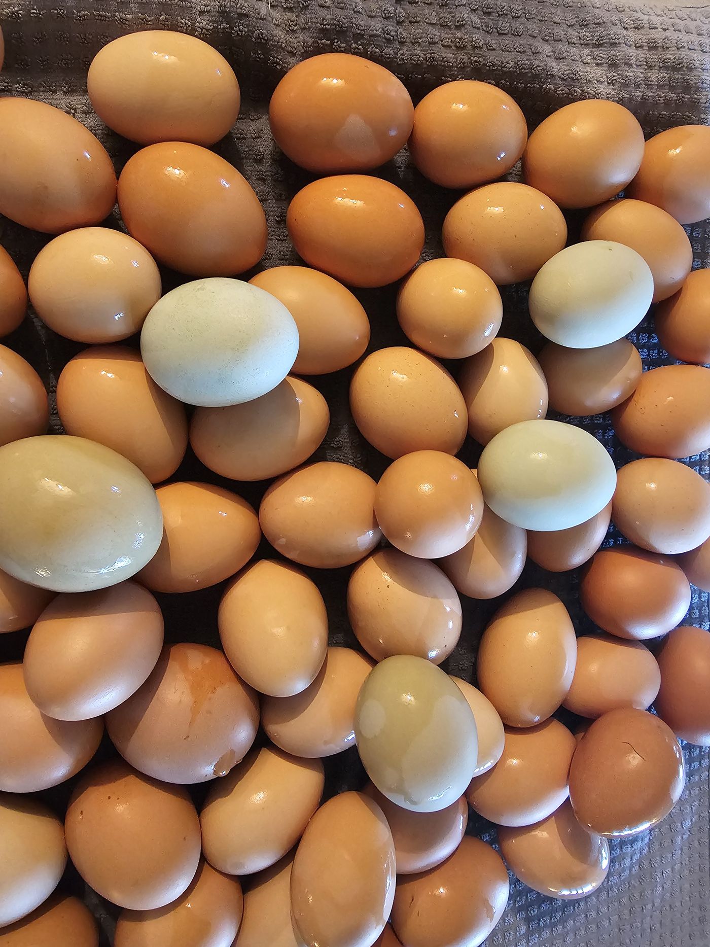 Fresh farm eggs collected on the ranch